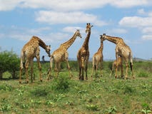 Giraffes at Hluhluwe–Imfolozi Park, South Africa